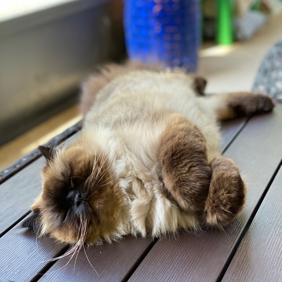 Meet your Posher, Sara - Picture 5 of 12